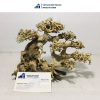 Bonsai driftwood for fish tank aquarium, and vivarium