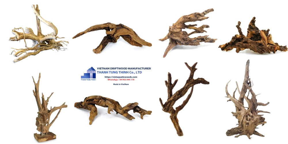 many driftwood species are available for wholesale buyers