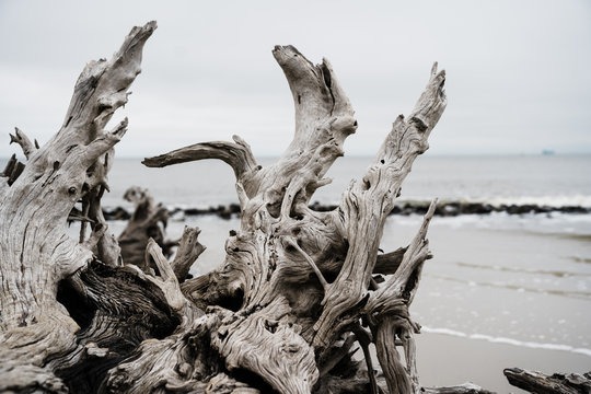natural driftwood