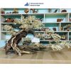 right-tilted bonsai driftwood
