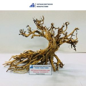 slanted trunk bonsai driftwood