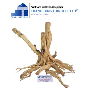 Stump-Shaped Thanh Lieu Woods