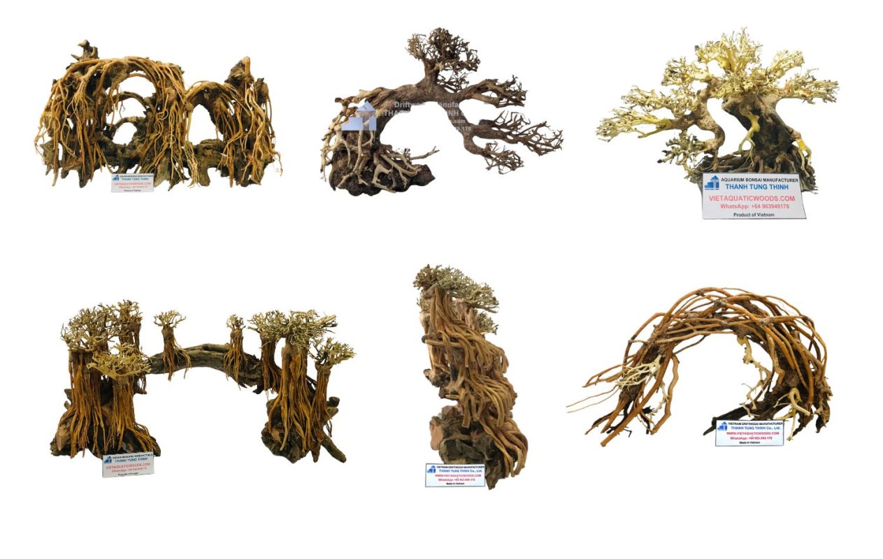 Different types of bonsai driftwood for display and centerpieces