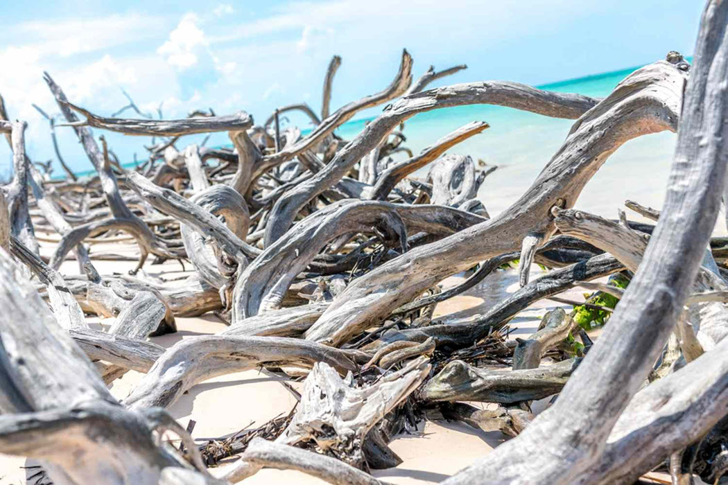 What is driftwood