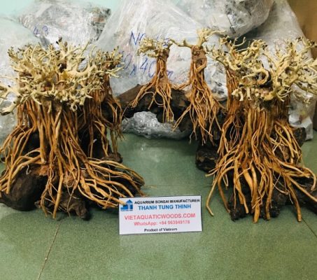bonsai driftwood