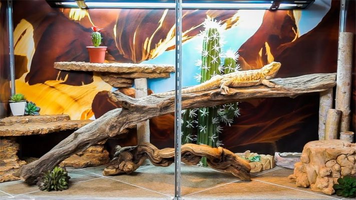 driftwood for bearded dragons