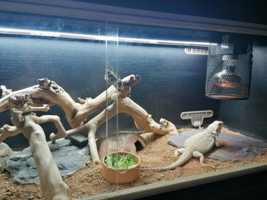driftwood serves functional benefits for reptiles