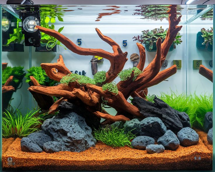 Aquascaping Driftwood