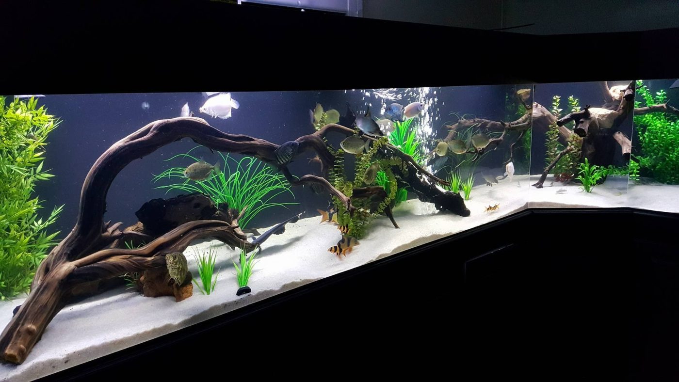 Enhance natural aesthetics in aquariums