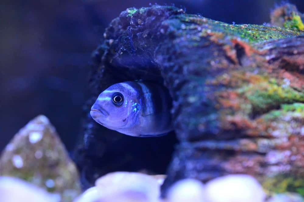Create fish shelter and territory