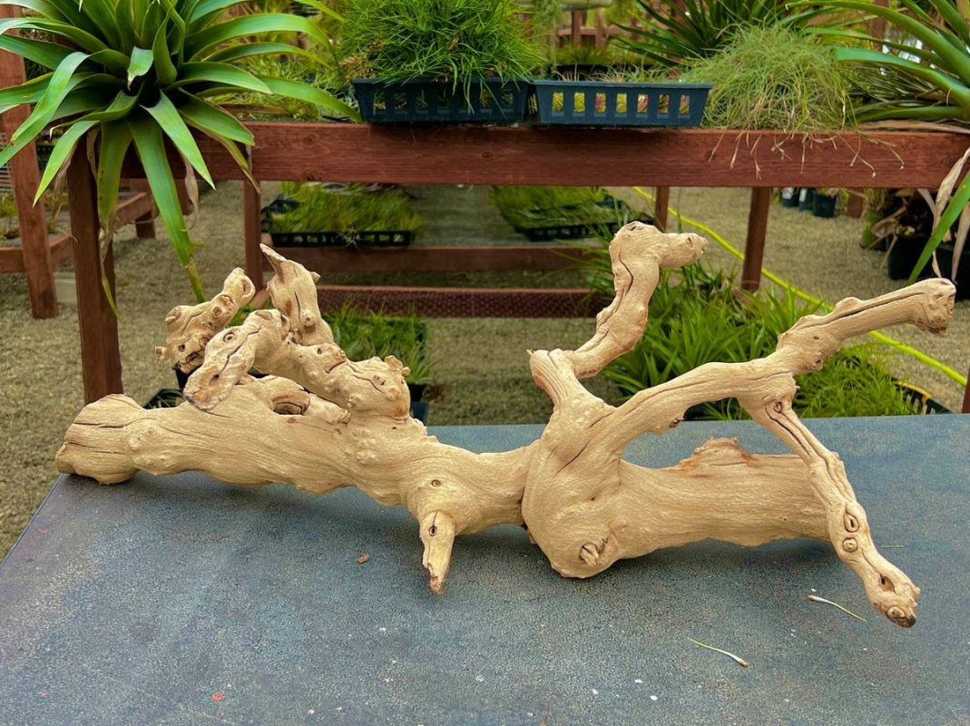 Grape wood branch