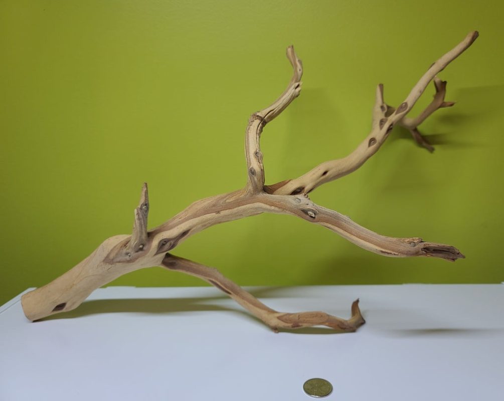 Large branches of Manzanita wood