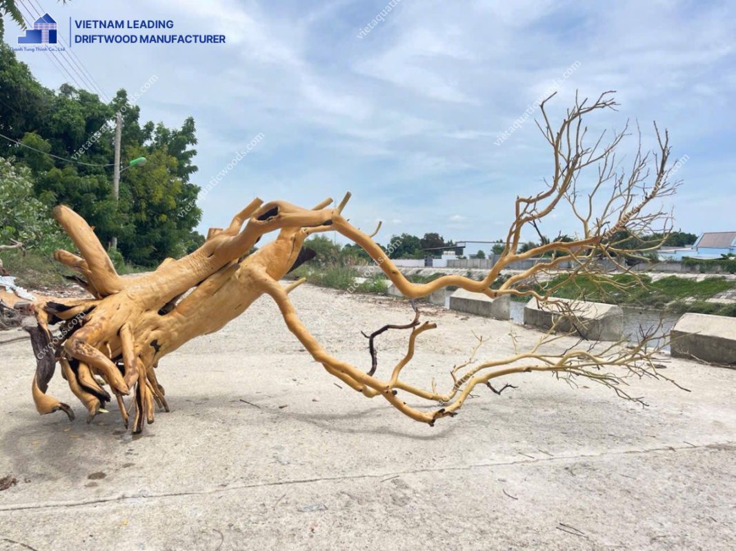 large driftwood