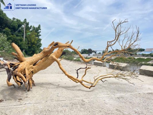 large driftwood