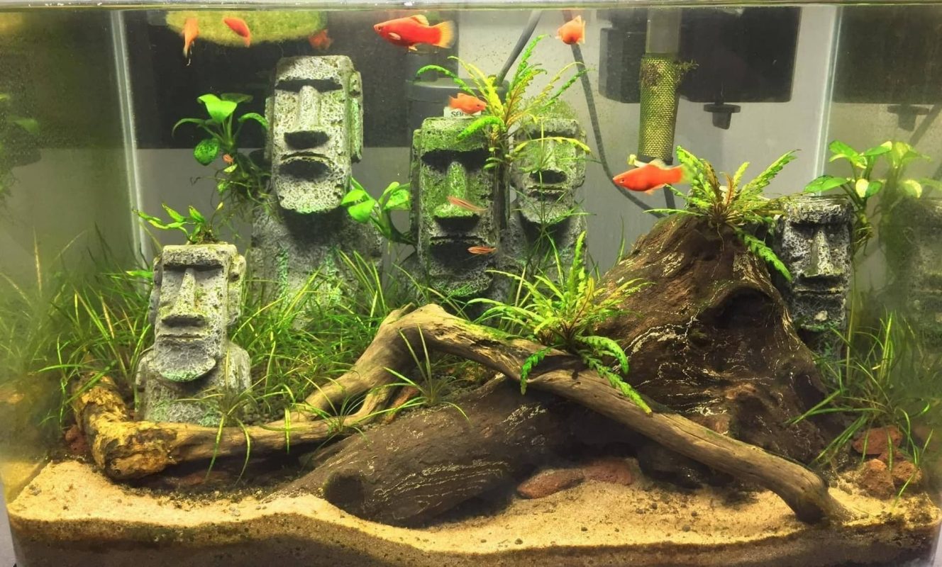 large driftwood for aquariums