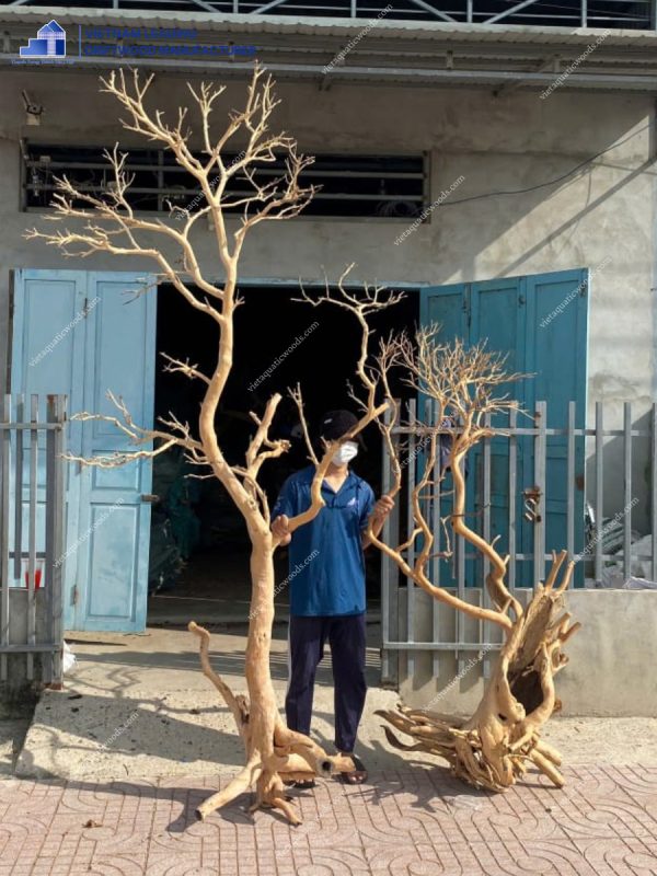 large driftwood in vietnam