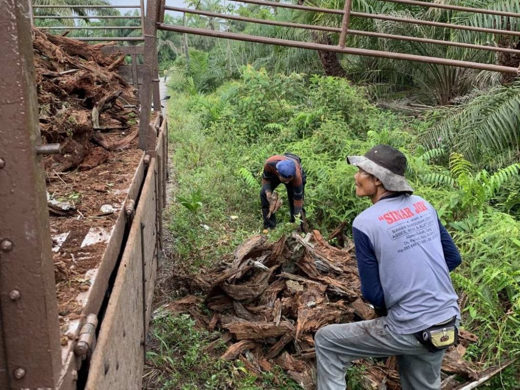 Malaysian driftwood suppliers