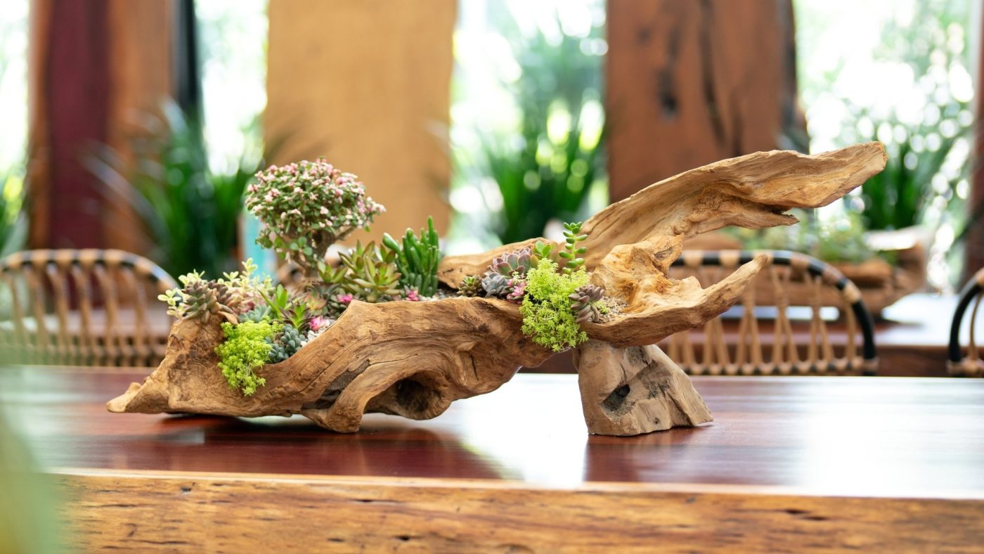 Natural beauty of driftwood