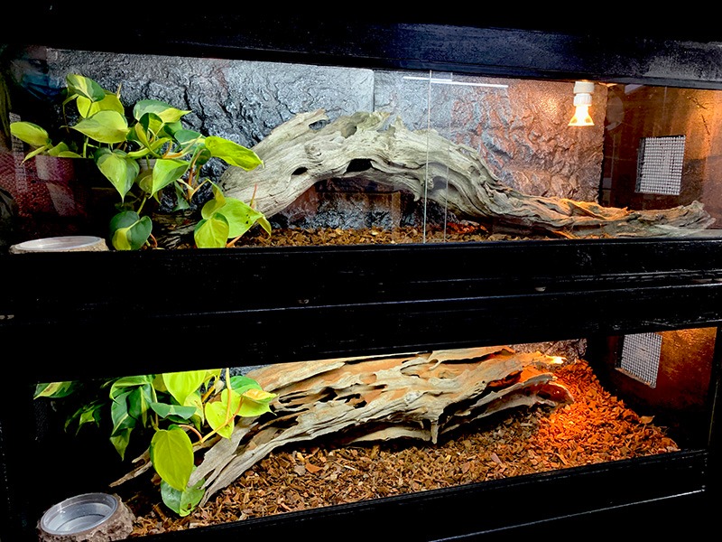 large driftwood for reptiles