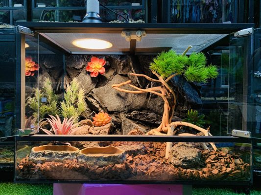reptile aquarium accessories
