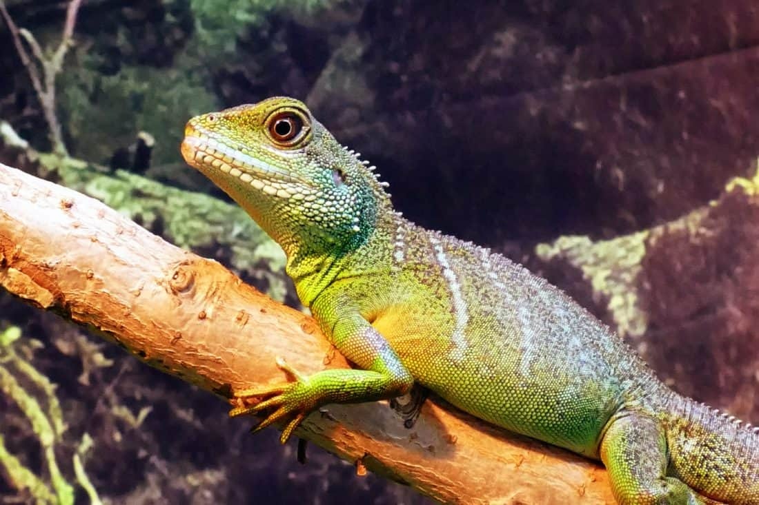 Reptiles naturally seek out elevated surfaces to climb, rest, and bask in warmth