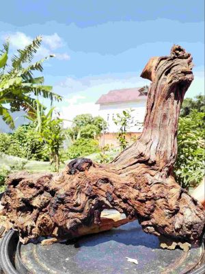 Supplier of driftwood