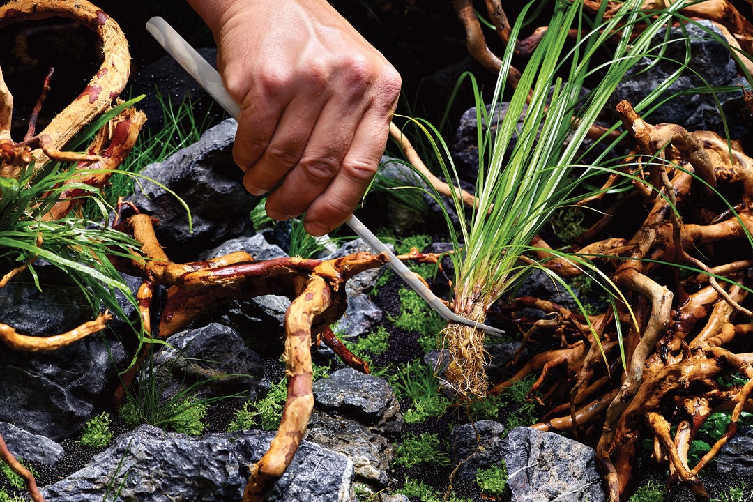 Aquascaping is poplular in the US and Canada