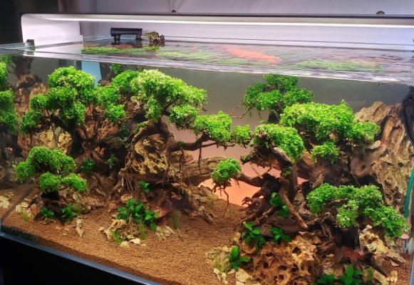 bonsai driftwood for aquariums