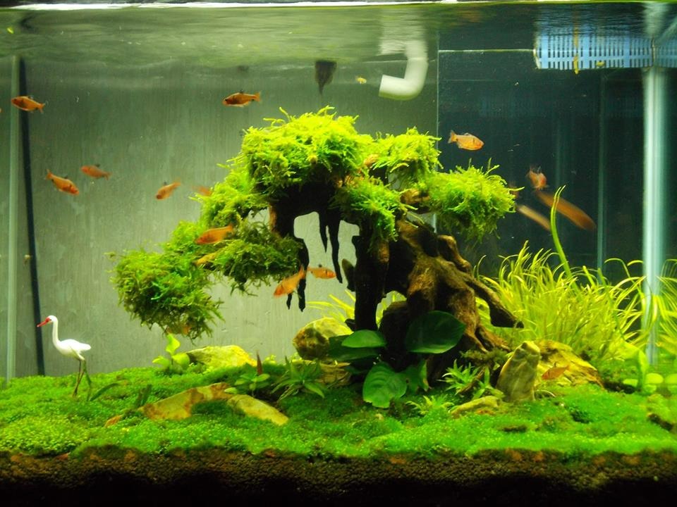 Aquarium bonsai trees provide shelter and encourage natural behaviors