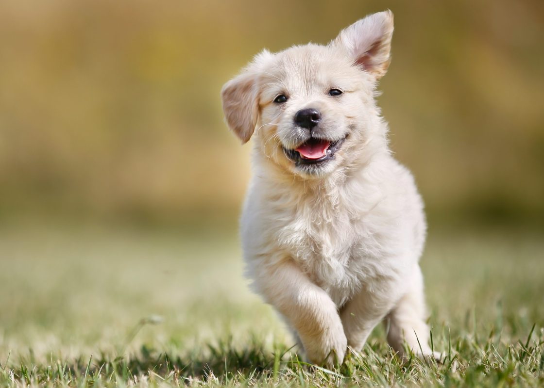 Chewing helps reduce anxiety, allows puppies to stay calm and focused