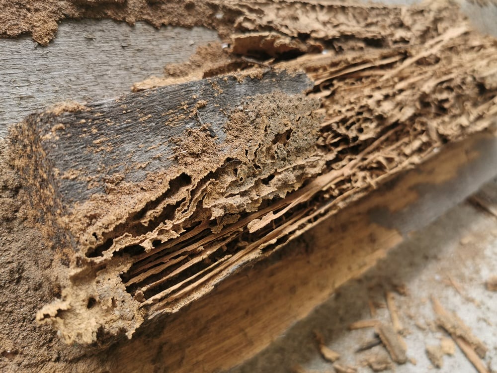 Ignoring treatment standards and pest risks