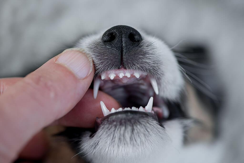 Are coffee wood dog chews too hard for puppy teeth?