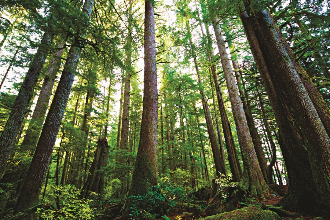 Vietnam has rich forest resources