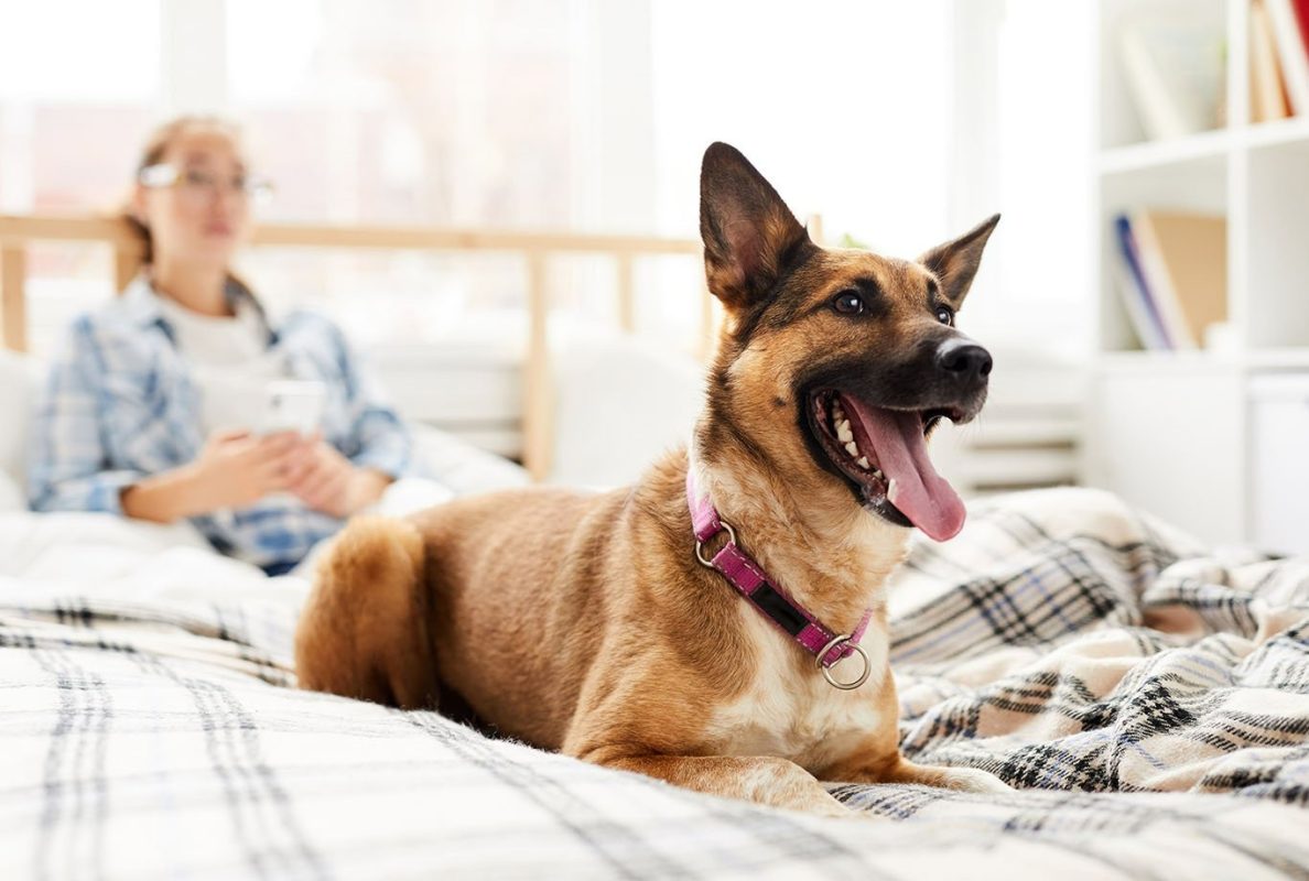 Always supervise your puppy to avoid choking or improper use of the chew stick