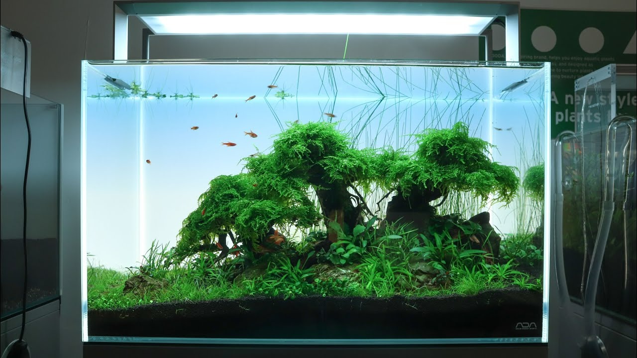 aquascape bonsai driftwood