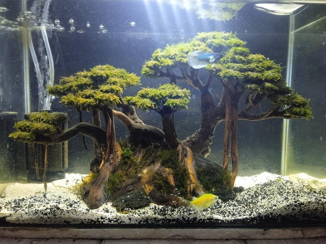 bonsai driftwood for fish tanks