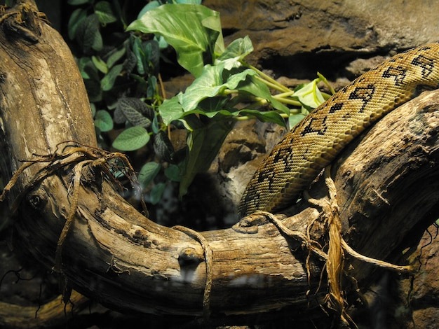 Driftwood stimulates your snake’s natural instincts