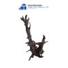 aquarium dodo woods