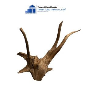 dodo driftwood 5
