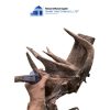 dodo woods for aquariums