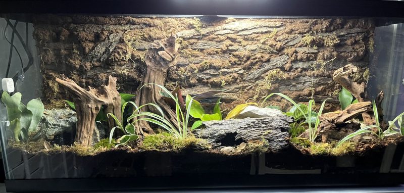 driftwood for snakes