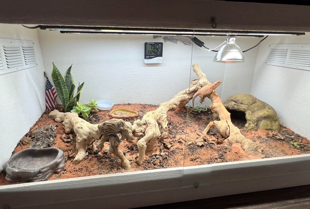 driftwood for terrariums
