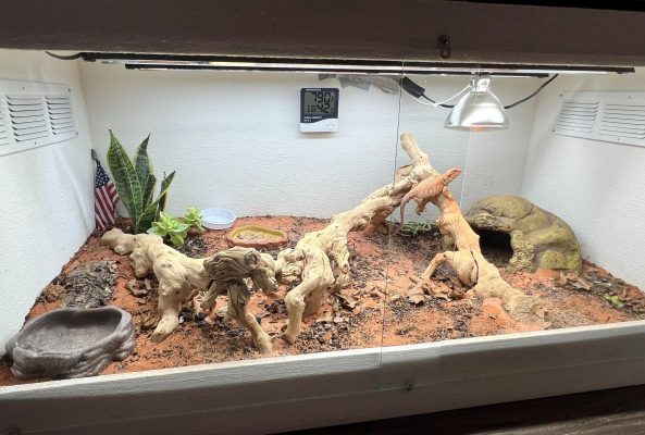 driftwood for terrariums
