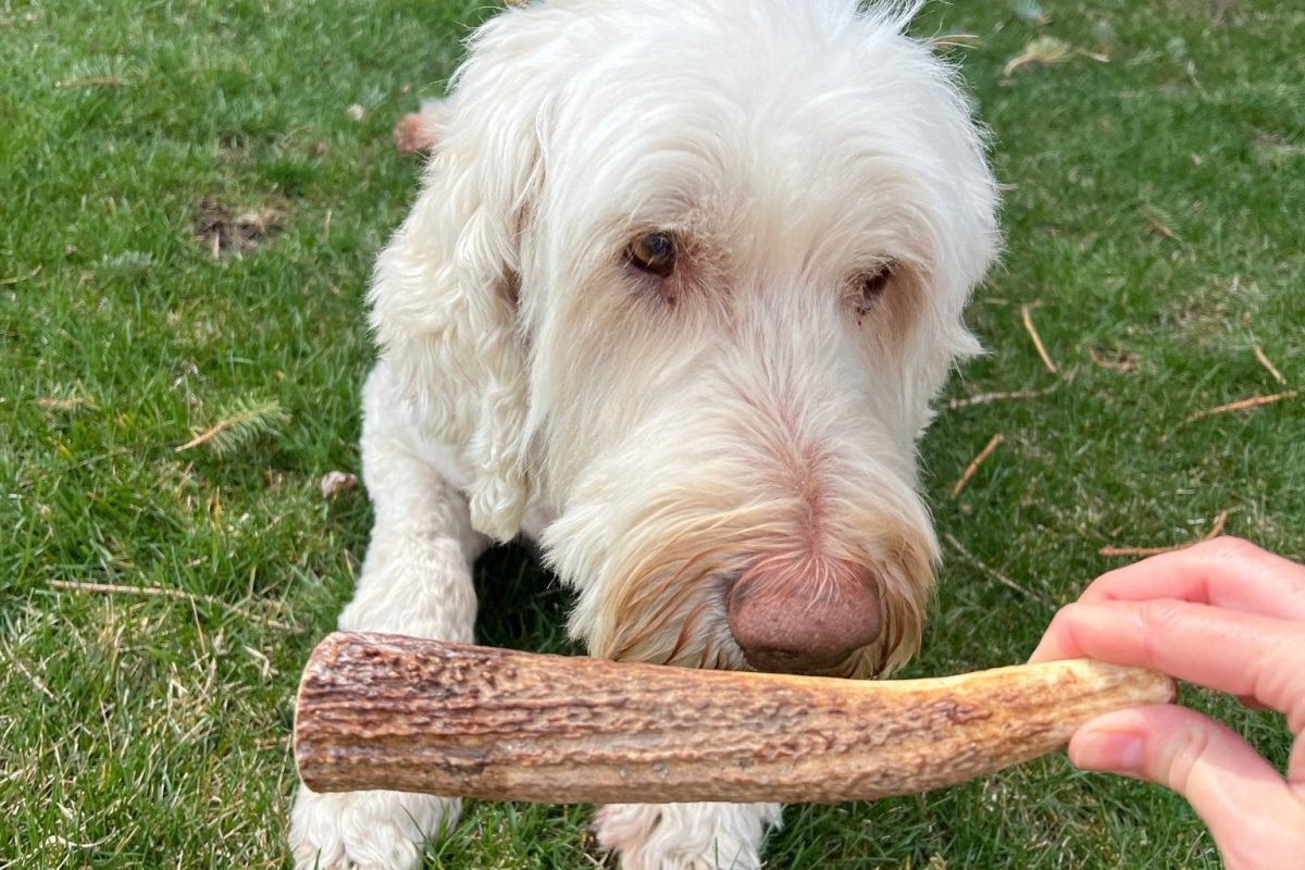 Pet owners are seeking eco-friendly dog chews