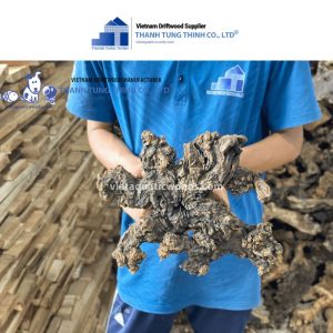 Alternative view of Medium Kimchi Woods - Export Quality