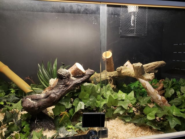 Positioning driftwood branches directly beneath a heat source