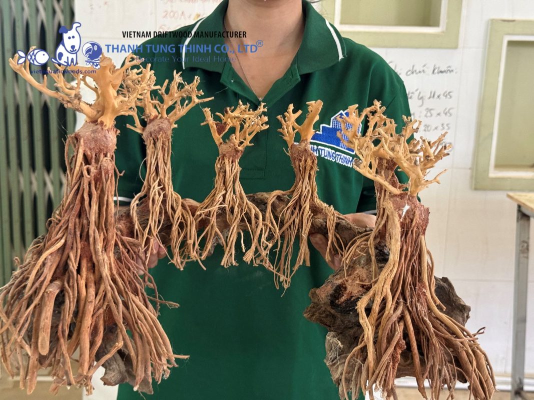 wholesale aquarium bonsai driftwood