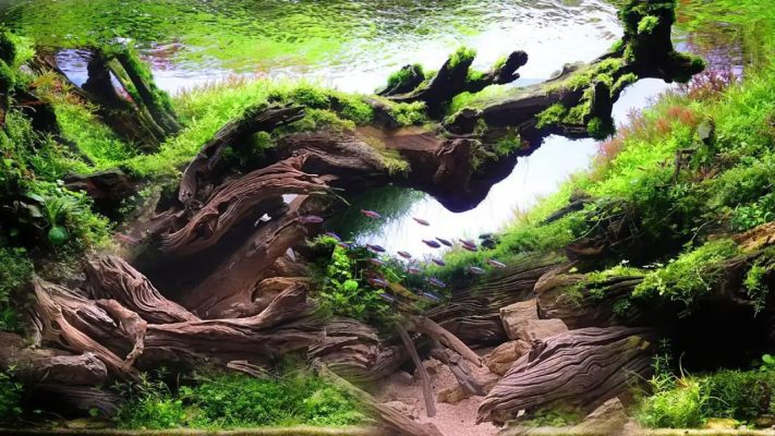 driftwood for aquascaping