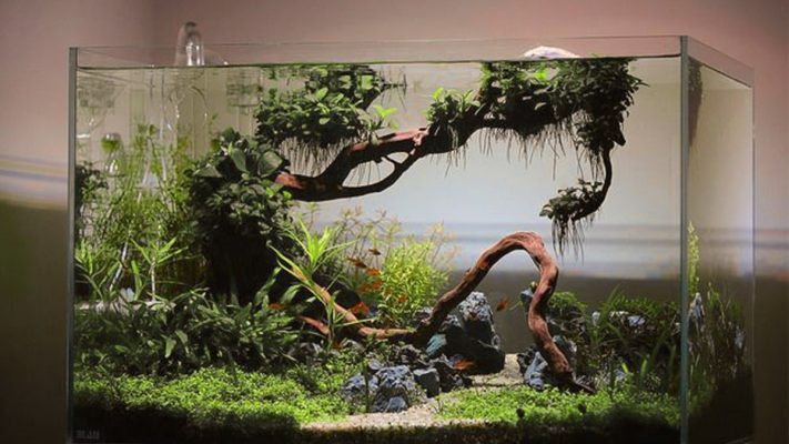 driftwood for aquariums
