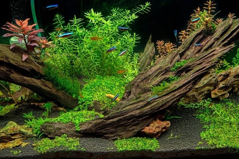 Flat driftwood form shaded zones that replicate natural habitats